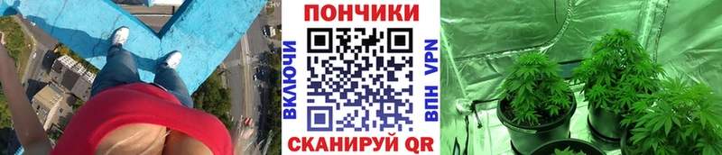 Бошки марихуана гибрид  Асино 